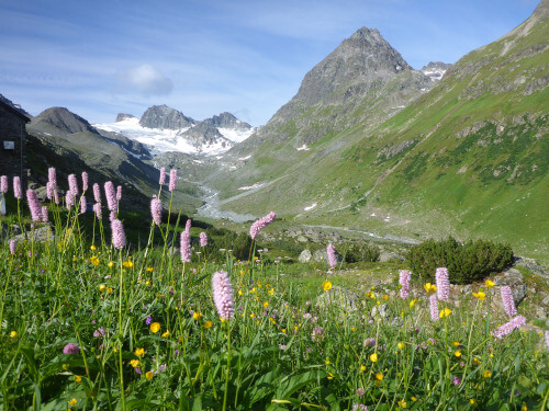 Wildflowers in the Austrian Alps compressed Wildflowers in Austria hike